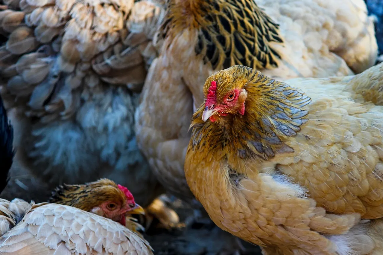 Today Chicken Rate in Punjab 