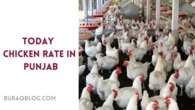 Today Chicken Rate in Punjab