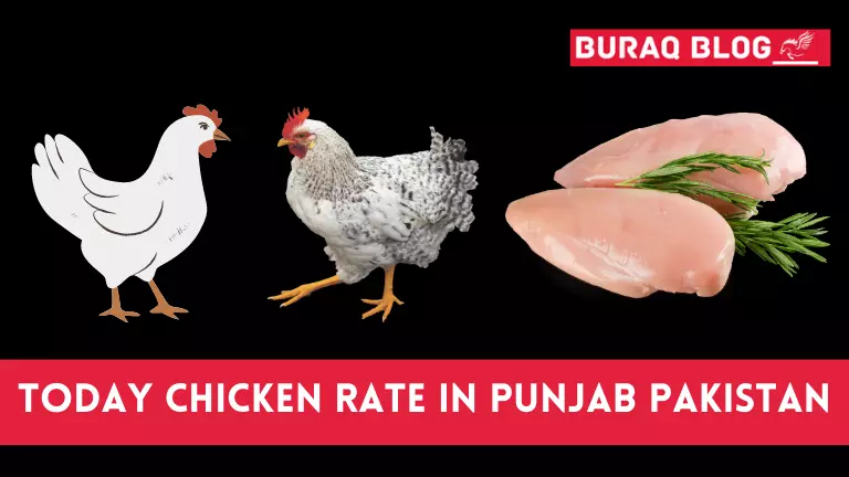 Today Chicken Rate in Punjab Pakistan